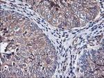 Heme oxygenase 2 Antibody in Immunohistochemistry (Paraffin) (IHC (P))