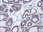 Heme oxygenase 2 Antibody in Immunohistochemistry (Paraffin) (IHC (P))