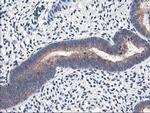 Heme oxygenase 2 Antibody in Immunohistochemistry (Paraffin) (IHC (P))