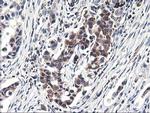 Heme oxygenase 2 Antibody in Immunohistochemistry (Paraffin) (IHC (P))