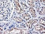 Heme oxygenase 2 Antibody in Immunohistochemistry (Paraffin) (IHC (P))