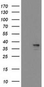 Heme oxygenase 2 Antibody in Western Blot (WB)