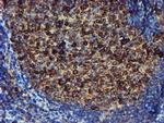 ERP72 Antibody in Immunohistochemistry (Paraffin) (IHC (P))
