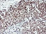 RNF113B Antibody in Immunohistochemistry (Paraffin) (IHC (P))