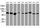 RNF113B Antibody in Western Blot (WB)