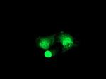 RFXANK Antibody in Immunocytochemistry (ICC/IF)