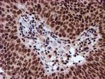 RFXANK Antibody in Immunohistochemistry (Paraffin) (IHC (P))