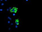 GADD34 Antibody in Immunocytochemistry (ICC/IF)