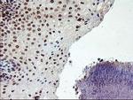 GADD34 Antibody in Immunohistochemistry (Paraffin) (IHC (P))