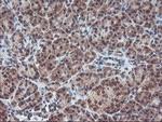 GADD34 Antibody in Immunohistochemistry (Paraffin) (IHC (P))