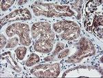 GADD34 Antibody in Immunohistochemistry (Paraffin) (IHC (P))