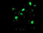 LIM1 Antibody in Immunocytochemistry (ICC/IF)