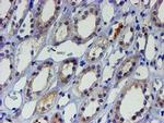 LIM1 Antibody in Immunohistochemistry (Paraffin) (IHC (P))