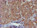 PGM3 Antibody in Immunohistochemistry (Paraffin) (IHC (P))