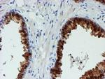 PGM3 Antibody in Immunohistochemistry (Paraffin) (IHC (P))