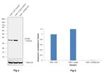 STING Antibody