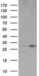 OTUB1 Antibody in Western Blot (WB)