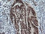 FATE1 Antibody in Immunohistochemistry (Paraffin) (IHC (P))