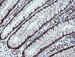 FATE1 Antibody in Immunohistochemistry (Paraffin) (IHC (P))