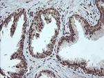 FATE1 Antibody in Immunohistochemistry (Paraffin) (IHC (P))