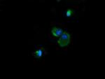 NDUFB10 Antibody in Immunocytochemistry (ICC/IF)