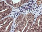 PIK3CG Antibody in Immunohistochemistry (Paraffin) (IHC (P))