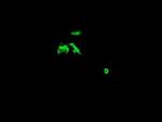 CATIP Antibody in Immunocytochemistry (ICC/IF)