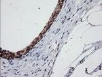 CATIP Antibody in Immunohistochemistry (Paraffin) (IHC (P))