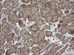 CATIP Antibody in Immunohistochemistry (Paraffin) (IHC (P))