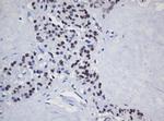 TRMT2A Antibody in Immunohistochemistry (Paraffin) (IHC (P))