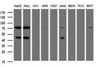 TRMT2A Antibody in Western Blot (WB)