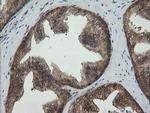 PGD Antibody in Immunohistochemistry (Paraffin) (IHC (P))