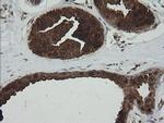 PGD Antibody in Immunohistochemistry (Paraffin) (IHC (P))