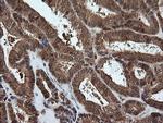 PGD Antibody in Immunohistochemistry (Paraffin) (IHC (P))