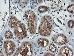 LZIC Antibody in Immunohistochemistry (Paraffin) (IHC (P))