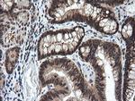 LZIC Antibody in Immunohistochemistry (Paraffin) (IHC (P))