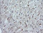 LZIC Antibody in Immunohistochemistry (Paraffin) (IHC (P))