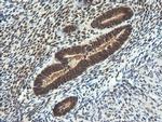 LZIC Antibody in Immunohistochemistry (Paraffin) (IHC (P))