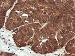 LZIC Antibody in Immunohistochemistry (Paraffin) (IHC (P))