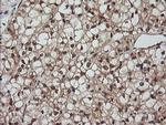 LZIC Antibody in Immunohistochemistry (Paraffin) (IHC (P))