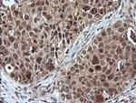 LZIC Antibody in Immunohistochemistry (Paraffin) (IHC (P))