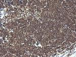 LZIC Antibody in Immunohistochemistry (Paraffin) (IHC (P))