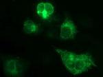 CSH1 Antibody in Immunocytochemistry (ICC/IF)