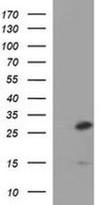 CSH1 Antibody in Western Blot (WB)