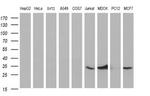 TMX Antibody in Western Blot (WB)