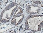 MRPS27 Antibody in Immunohistochemistry (Paraffin) (IHC (P))