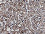 MRPS27 Antibody in Immunohistochemistry (Paraffin) (IHC (P))