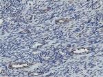 MRPS27 Antibody in Immunohistochemistry (Paraffin) (IHC (P))