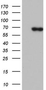 PIK3CD Antibody in Western Blot (WB)