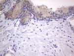 A-Raf Antibody in Immunohistochemistry (Paraffin) (IHC (P))